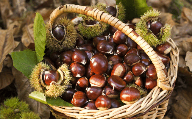Raccolta delle castagne nei boschi di Canepina durante la festa delle Giornate della Castagna.